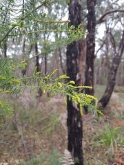 Acacia verticillata verticillata