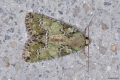 Polyphaenis sericata