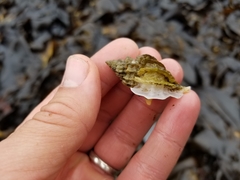 Scabrotrophon stuarti