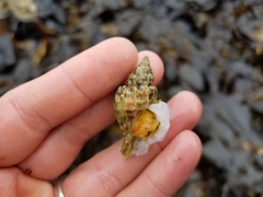 Scabrotrophon stuarti