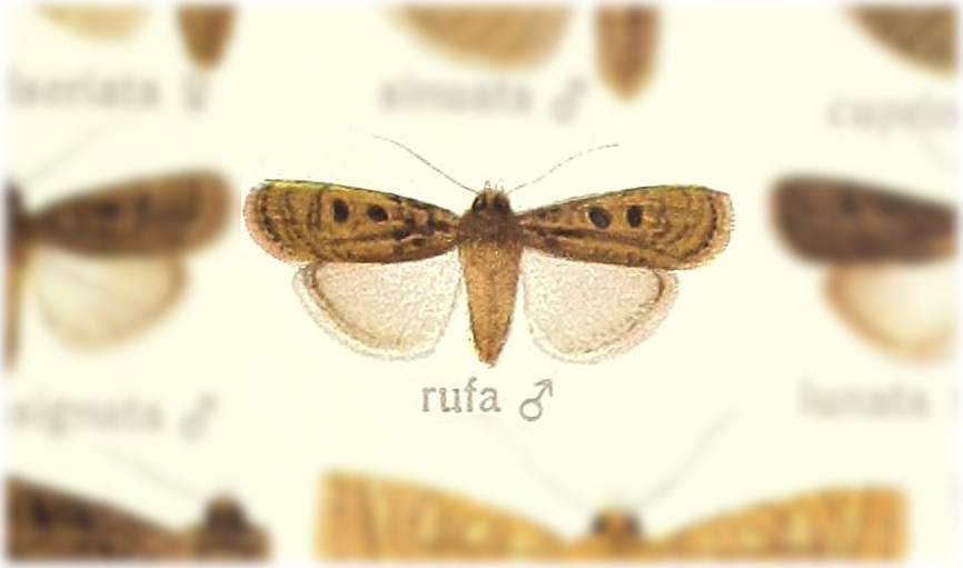 Hermonassa rufa