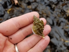 Scabrotrophon stuarti