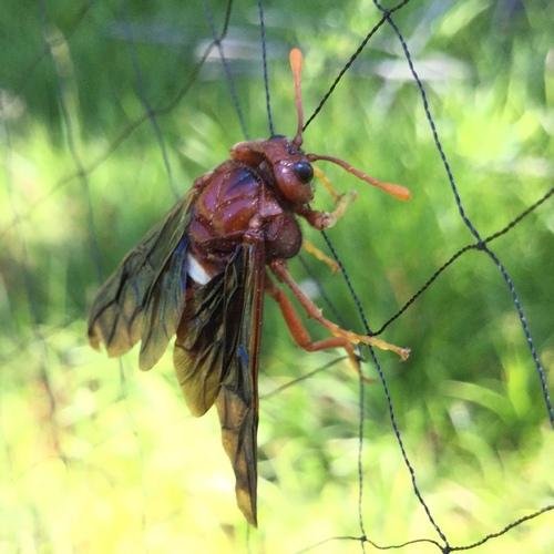 iNaturalist observation photo of Rusty Willow Sawfly