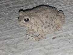 Anaxyrus compactilis