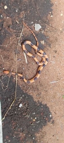 Common Tiger Snake
