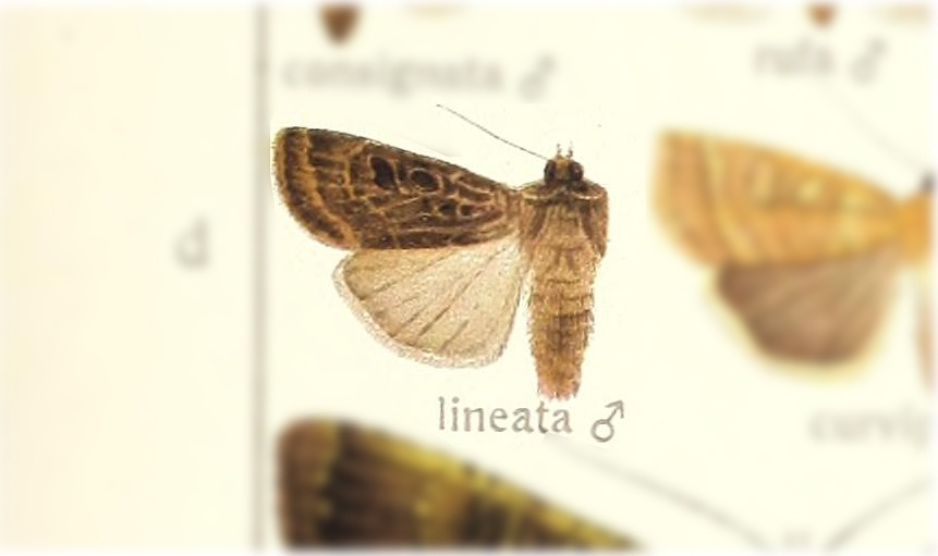 Hermonassa lineata