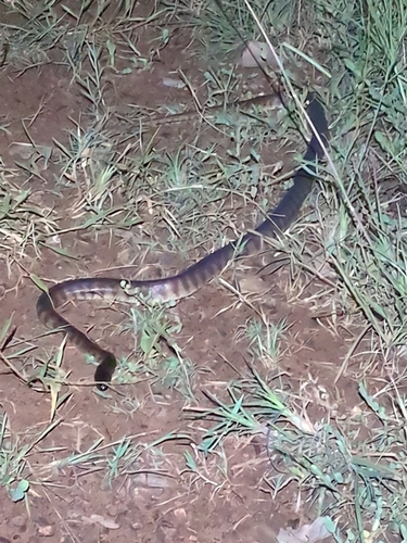 Black-headed Python sighting