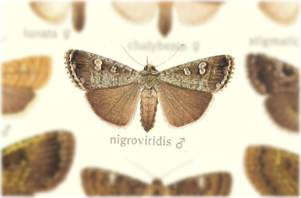 Neurois nigroviridis
