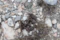 Callisia navicularis