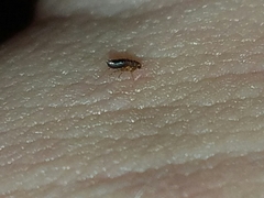 Siphonaptera
