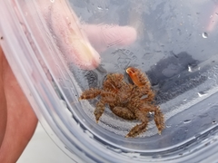 Hapalogaster mertensii