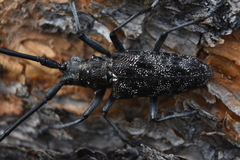 Monochamus