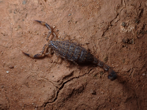 Little Marbled Scorpion photo 3