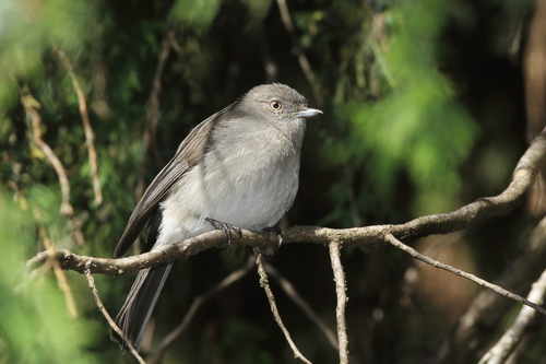 Abyssinian Slaty-Flycatcher