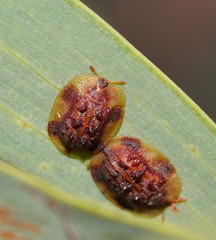 Notosacantha dorsalis