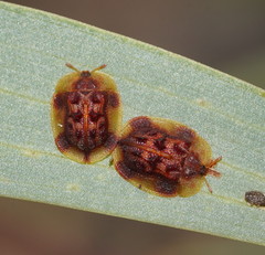 Notosacantha dorsalis