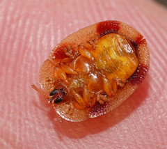 Notosacantha dorsalis