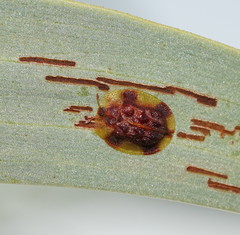 Notosacantha dorsalis