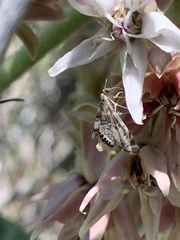 Petrophila confusalis