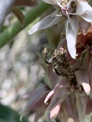Petrophila confusalis