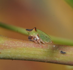 Sextius virescens
