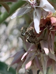 Petrophila confusalis