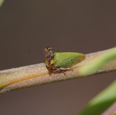 Sextius virescens