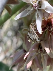 Petrophila confusalis