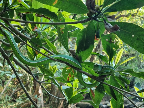 Vogel’s Pit Viper