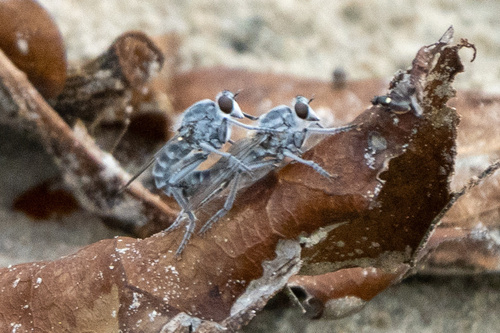 Clinopogon plumbeus