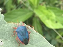 Edessa rufomarginata