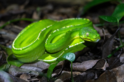 Southern Green Python sighting