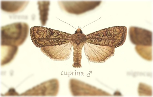 Tricheurois cuprina