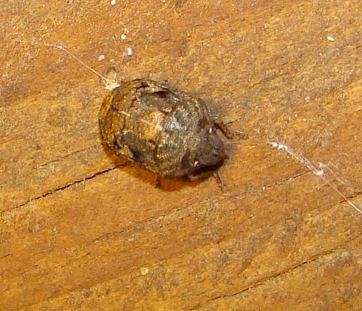 Stethaulax