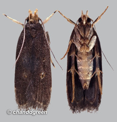 Pexicopia melitolicna