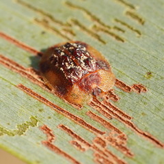 Notosacantha dorsalis