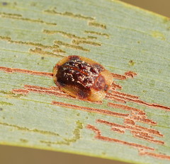 Notosacantha dorsalis