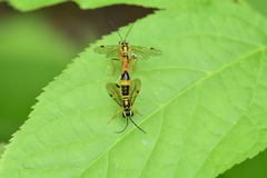 Tenthredo verticalis