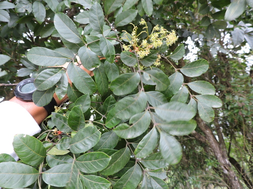 Picrasma crenata (Picrasma crenata)