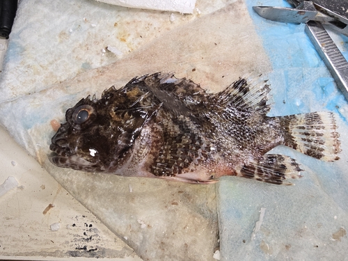 Parascorpaena aurita observed 2024-10-17