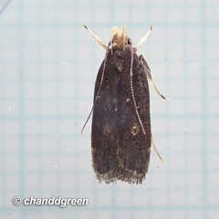 Pexicopia melitolicna