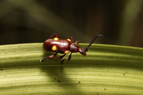 Lilioceris miwai, 2024-06-15