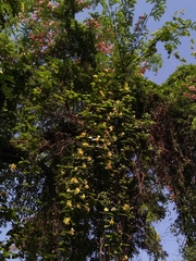 Chonemorpha fragrans