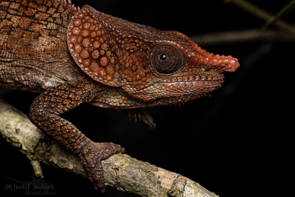 Short-Horned Chameleon