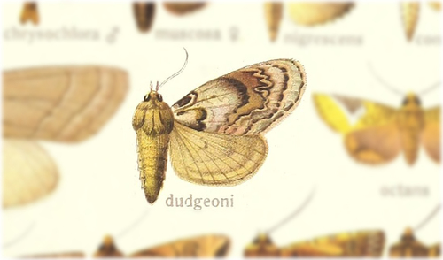Eumichtochroa dudgeoni