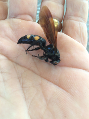 Pygodasis quadrimaculata