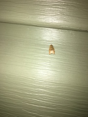 Coelostathma discopunctana