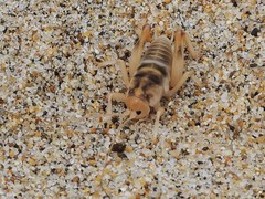 Rhachocnemis validus