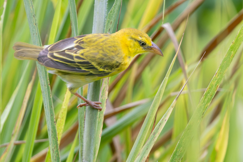 Principe Weaver (Ploceus princeps), photo 6