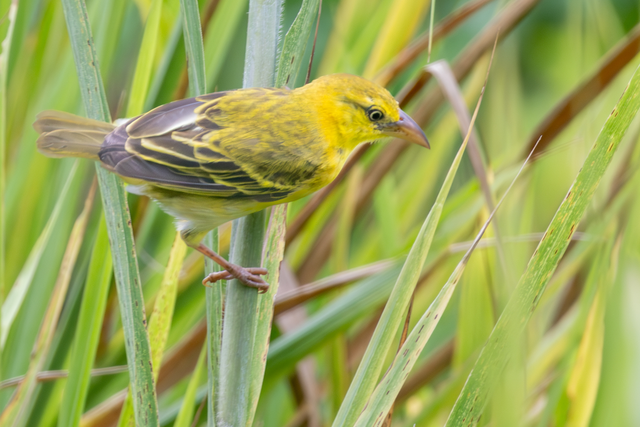 Principe Weaver (Ploceus princeps), photo 4